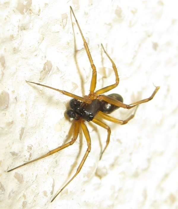 Neriene clathrata?